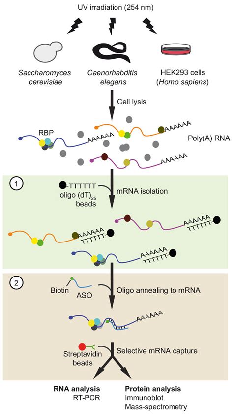 How to Isolate MRNA From a Cell .